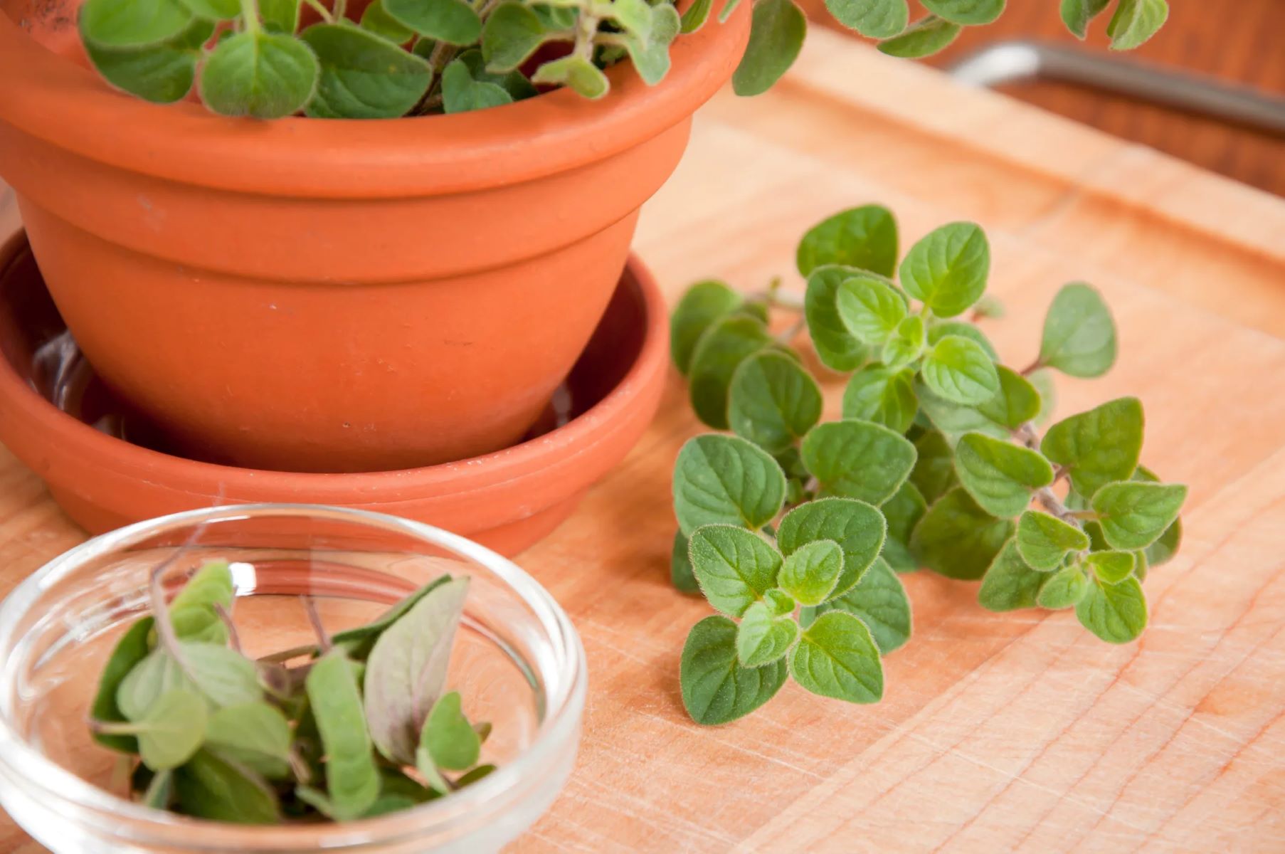 The Surprising Difference Between Italian And Greek Oregano Revealed!