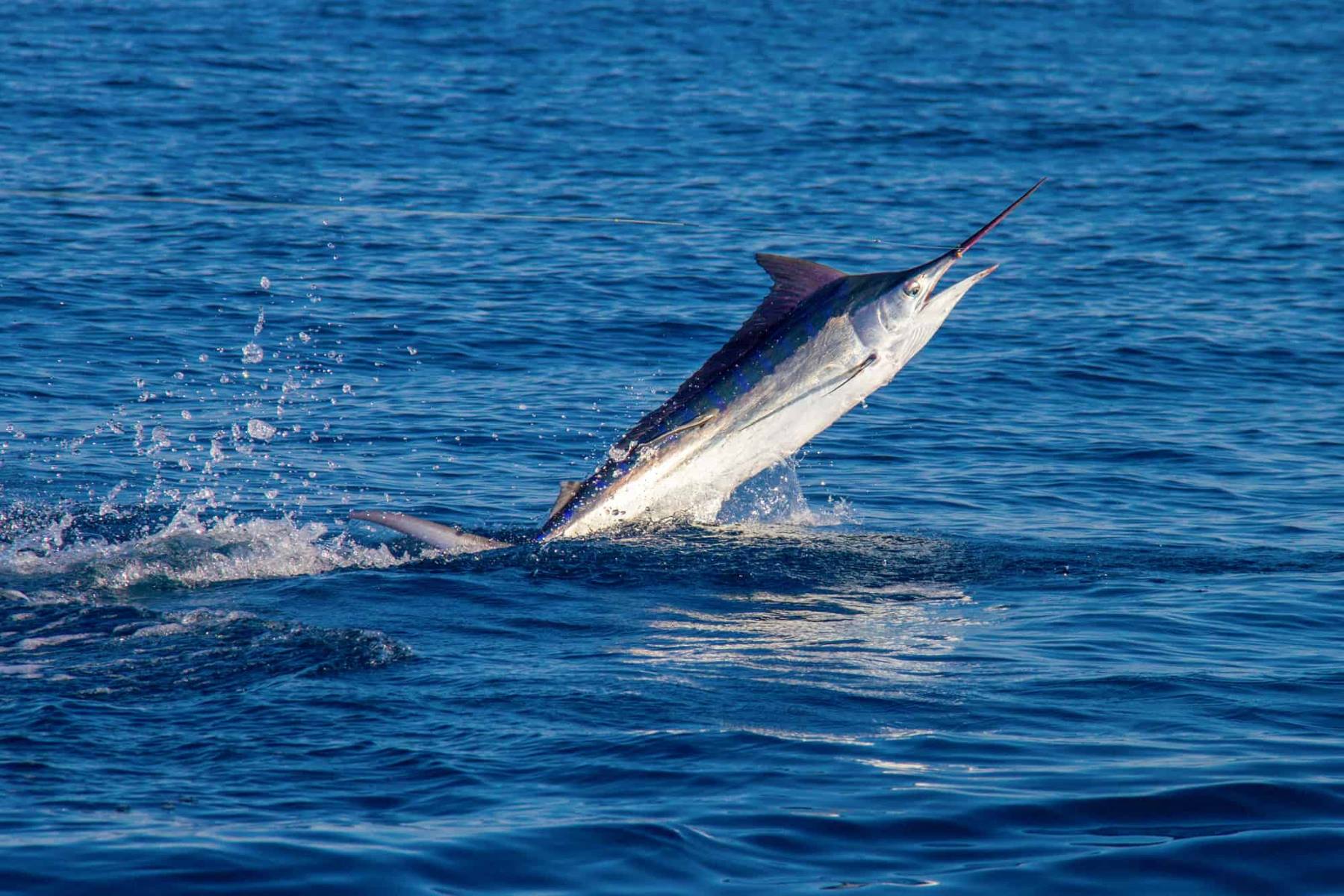 The Surprising Differences Between Marlin And Swordfish Revealed!