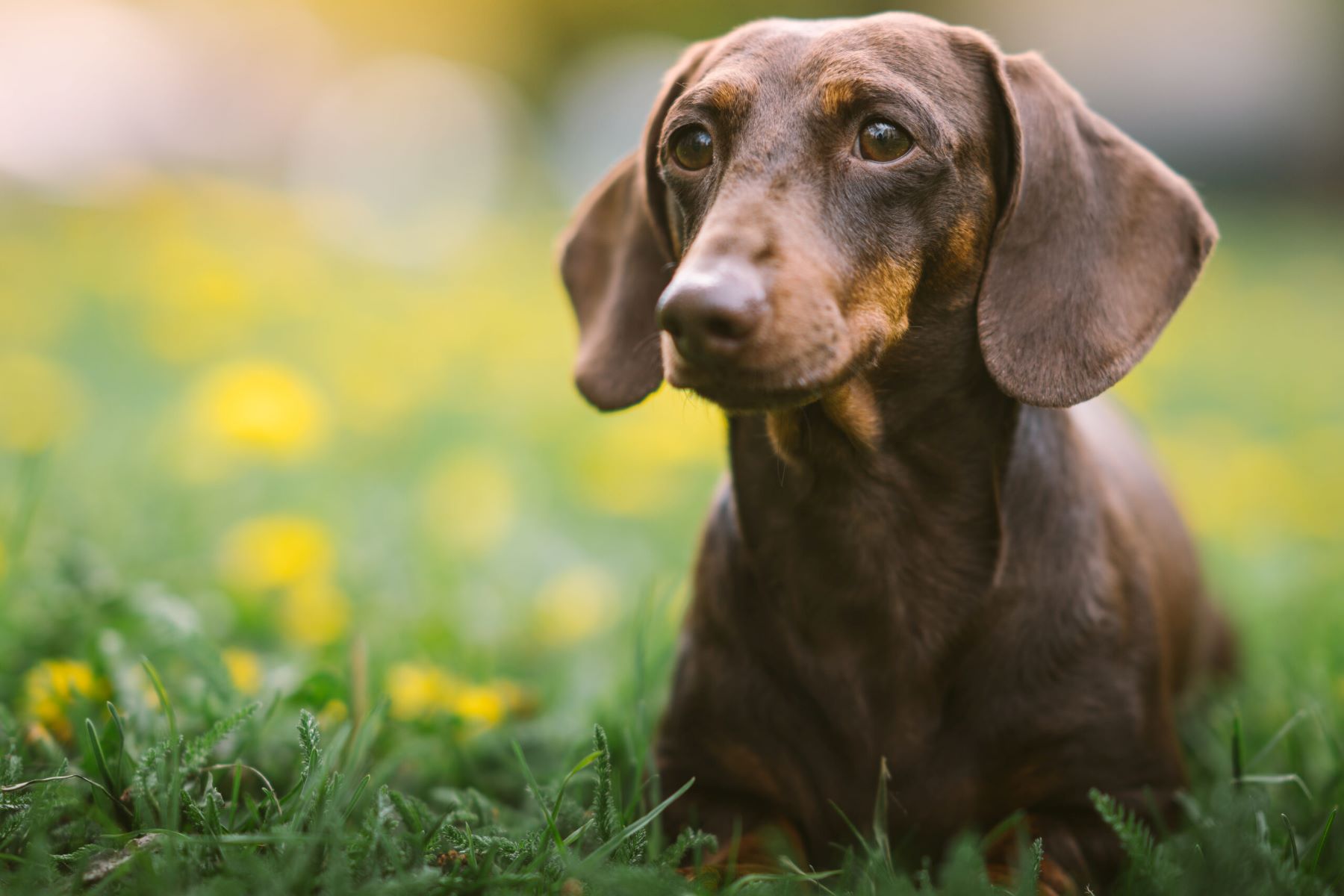 The Surprising Distinction Between Mini And Regular Long Haired Dachshunds!
