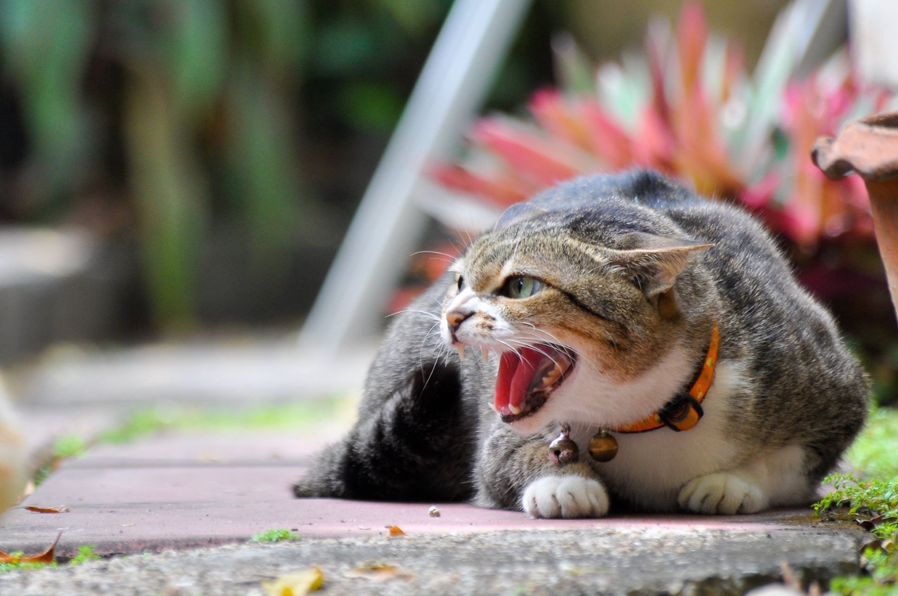 The Surprising Duration Of A Cat's Anger Revealed!