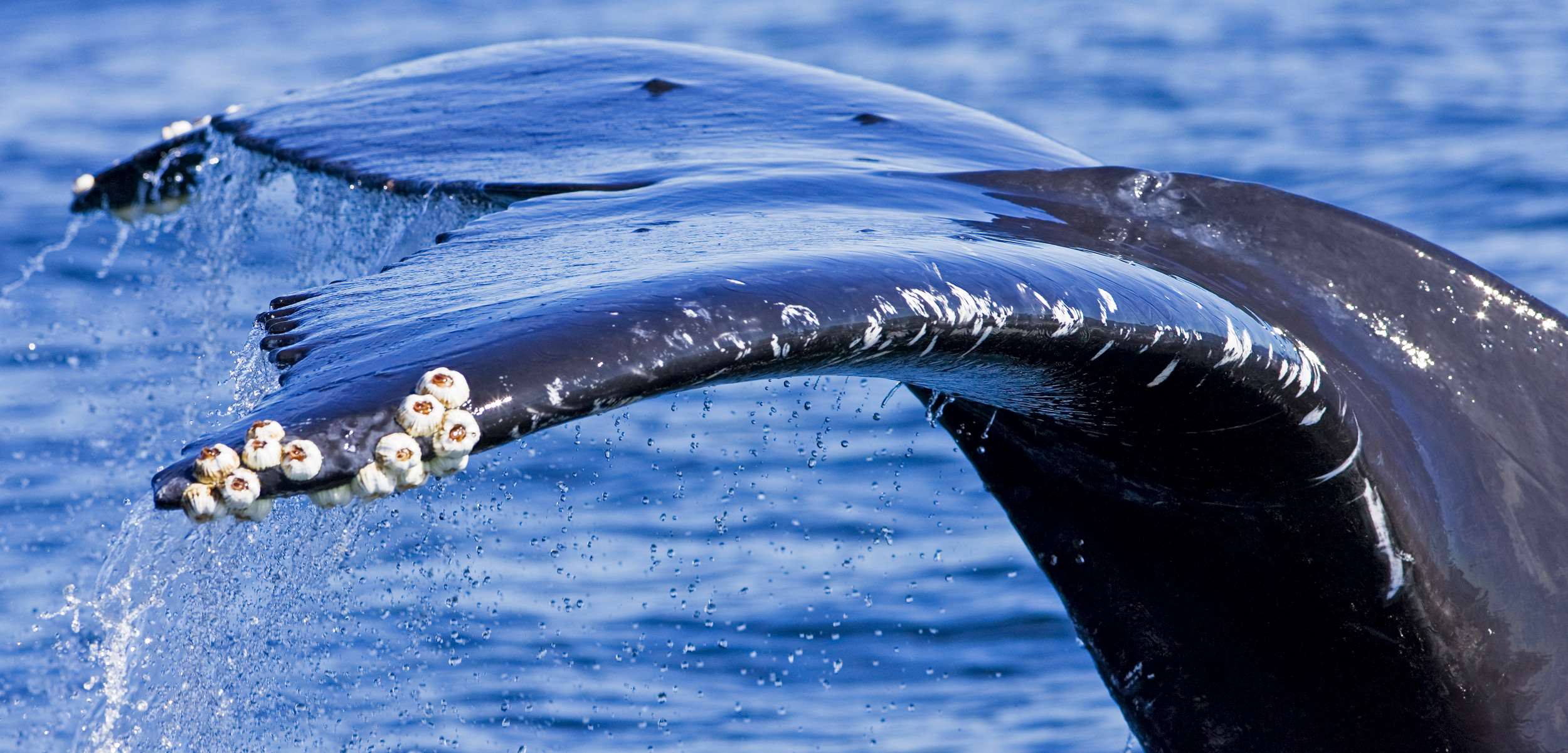 The Surprising Impact Of Barnacles On Whales