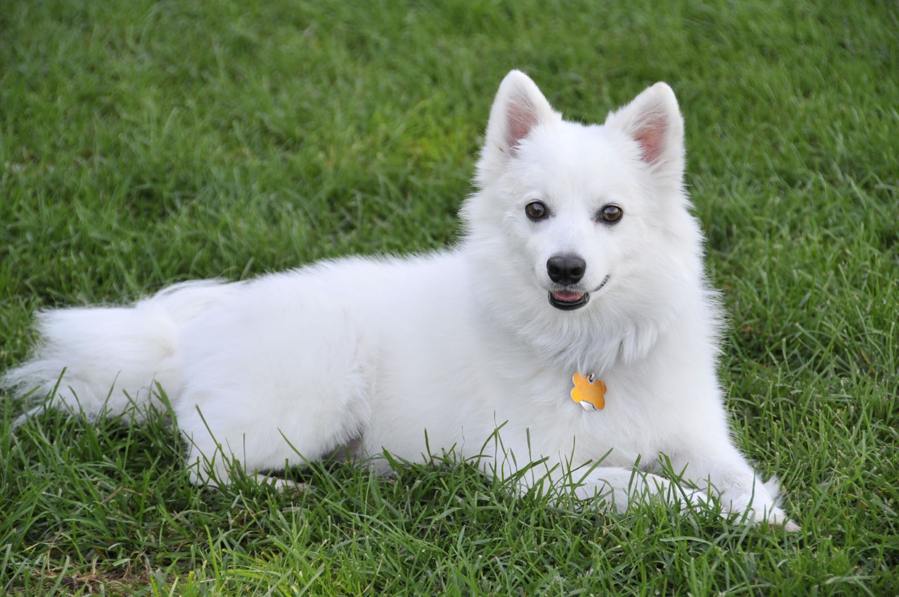 The Surprising Meaning Behind Our Repeated Dreams Of A White Dog