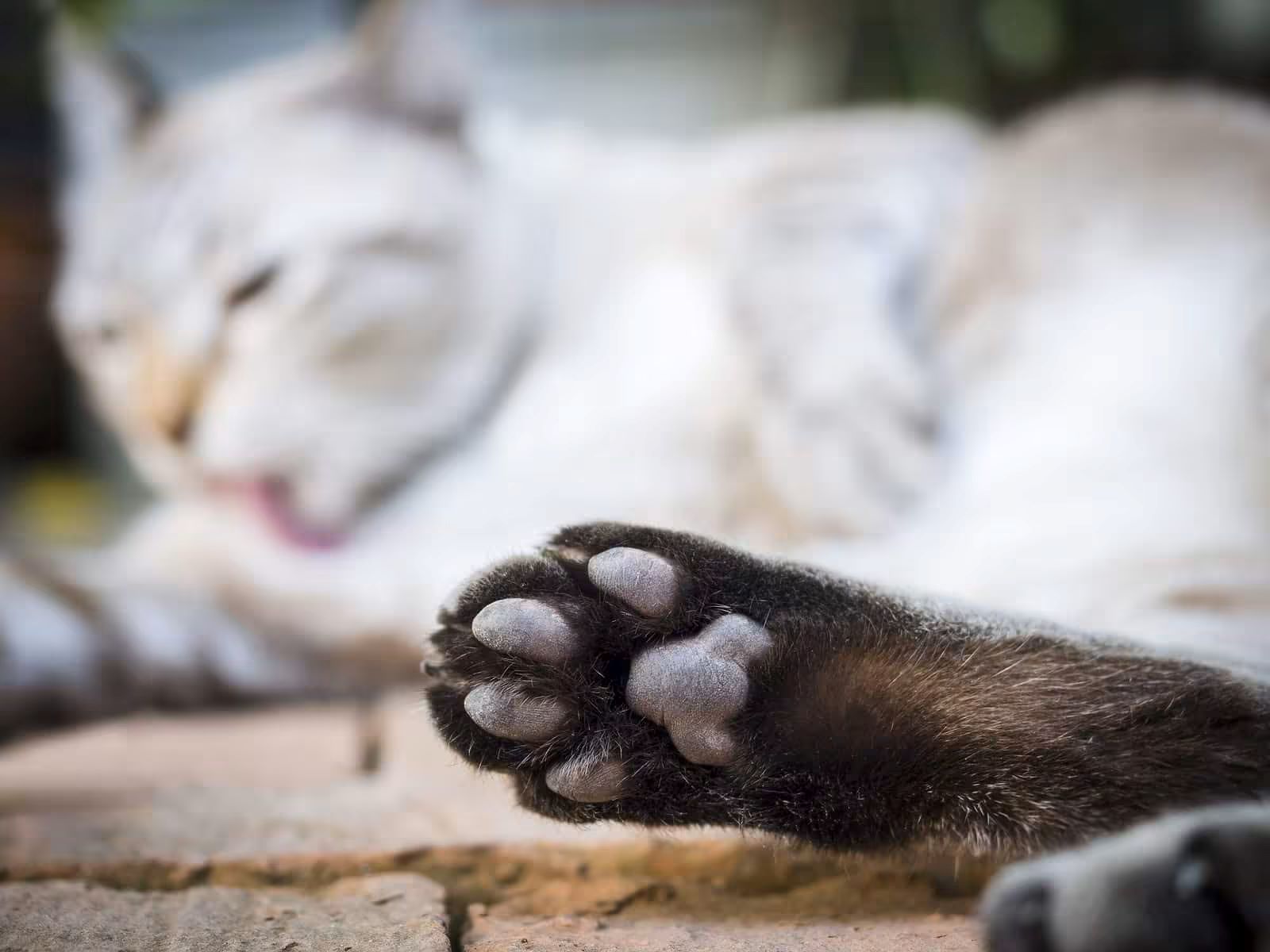The Surprising Name For A Cat’s Toe Beans That Will Blow Your Mind!