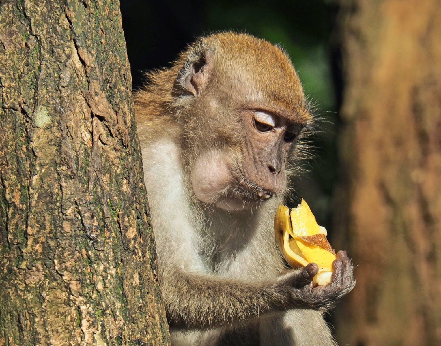The Surprising Origin Of The Monkeys And Bananas Stereotype