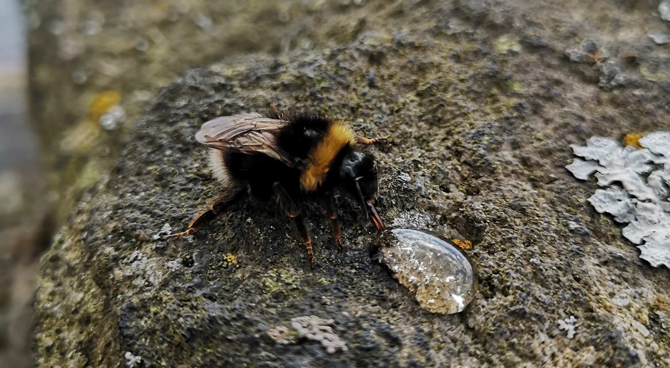 The Surprising Reason Bees Refuse To Fly In The Dark