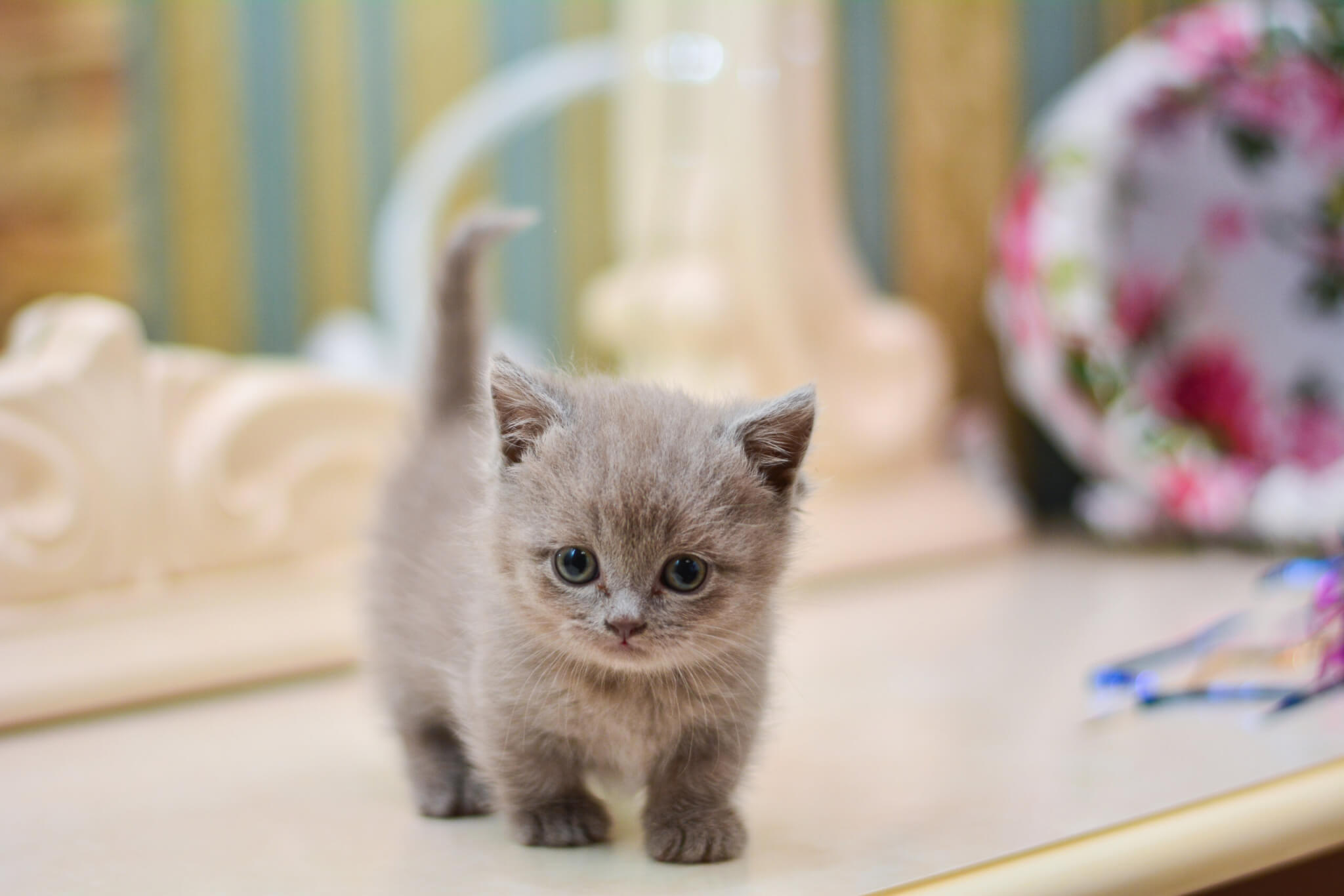 The Surprising Reason Behind Your Cat's Adorable Tiny Size!