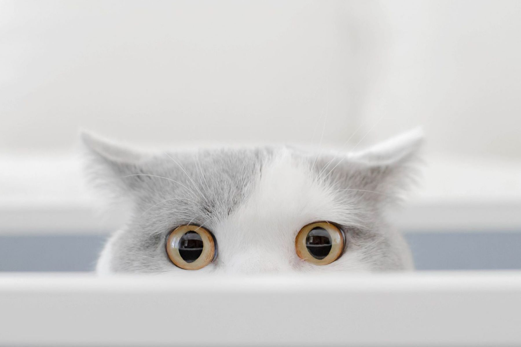The Surprising Reason Behind Your Cat's Mysterious Silence