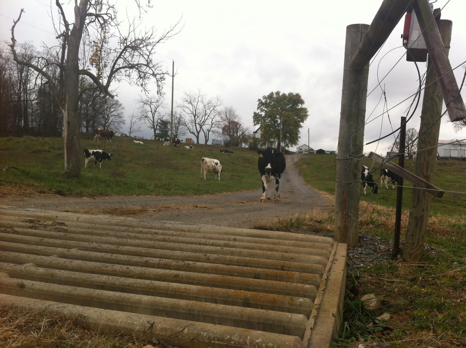 The Surprising Reason Cows Never Cross Cattle Guards