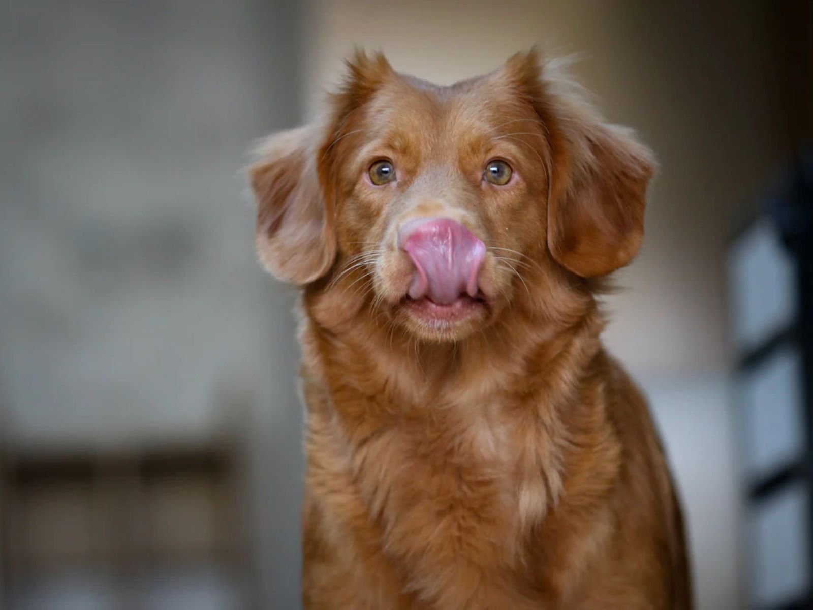 The Surprising Reason Dogs Shake Their Heads While Licking Their Lips - Medical Explanation Revealed!