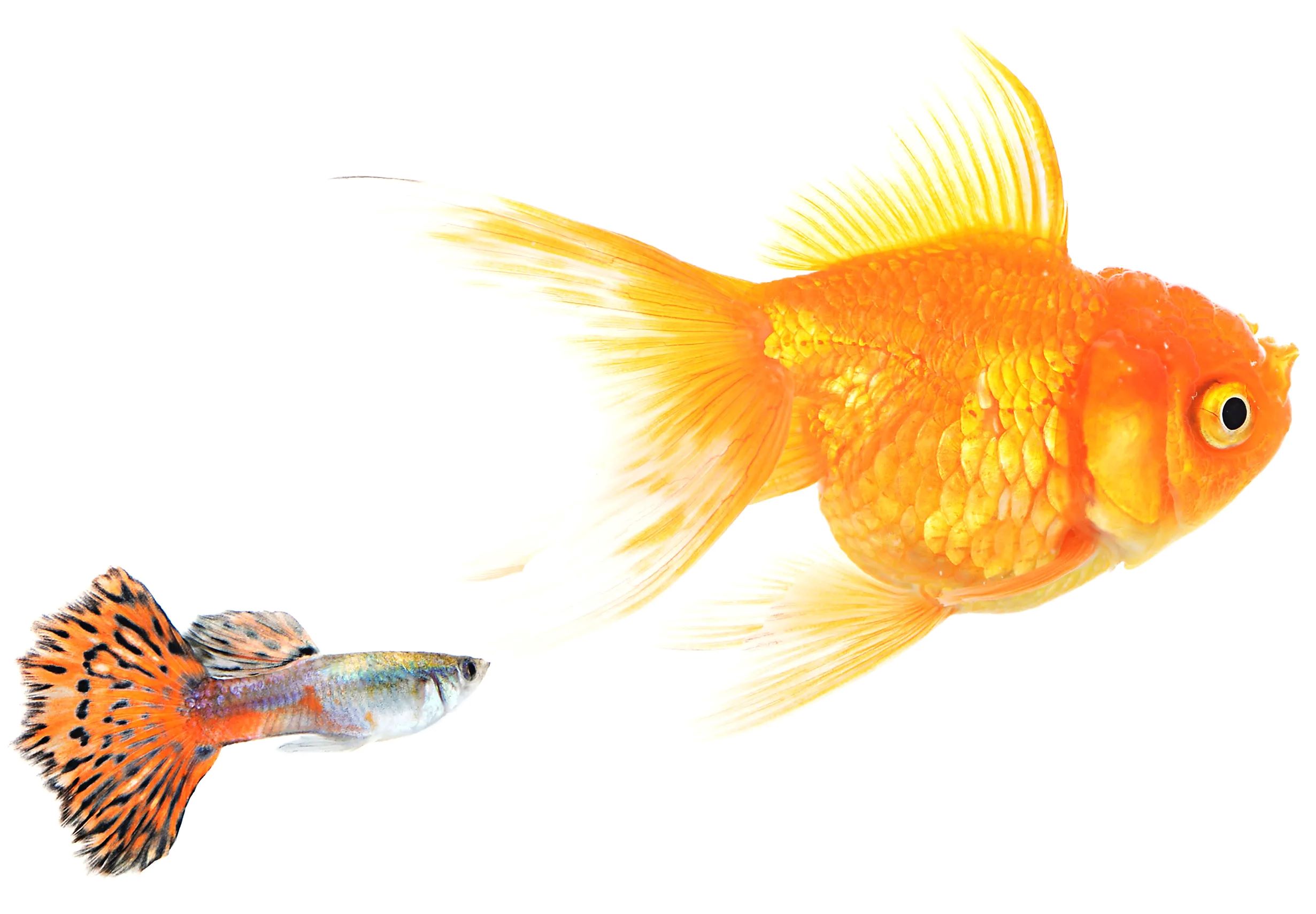 The Surprising Reason Guppies And Goldfish Can’t Coexist