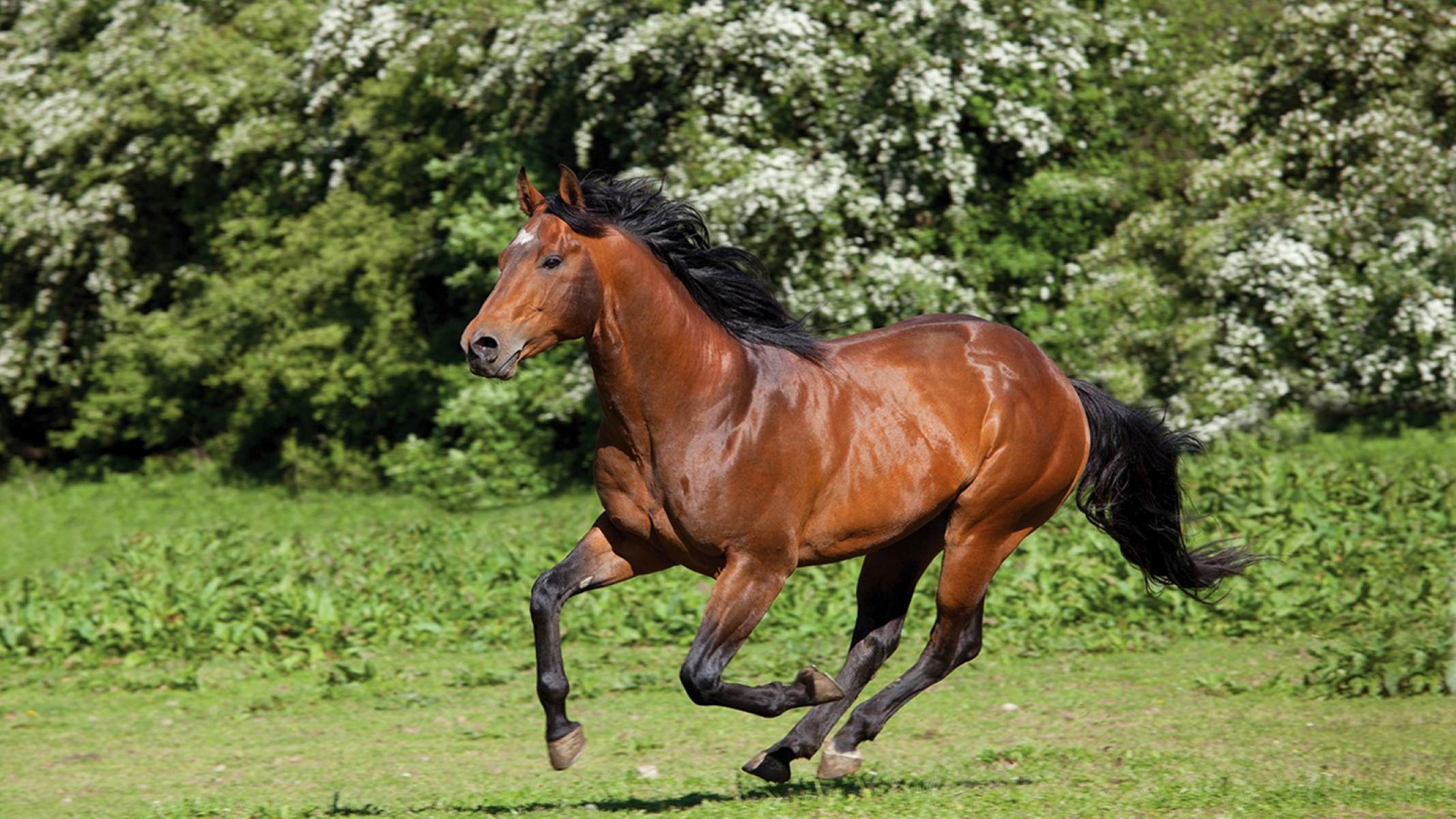 The Surprising Reason Horses Love To Run