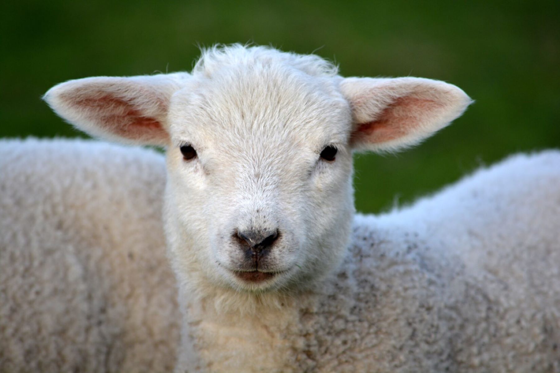 The Surprising Reason Sheep Are Called A Flock Instead Of A Herd