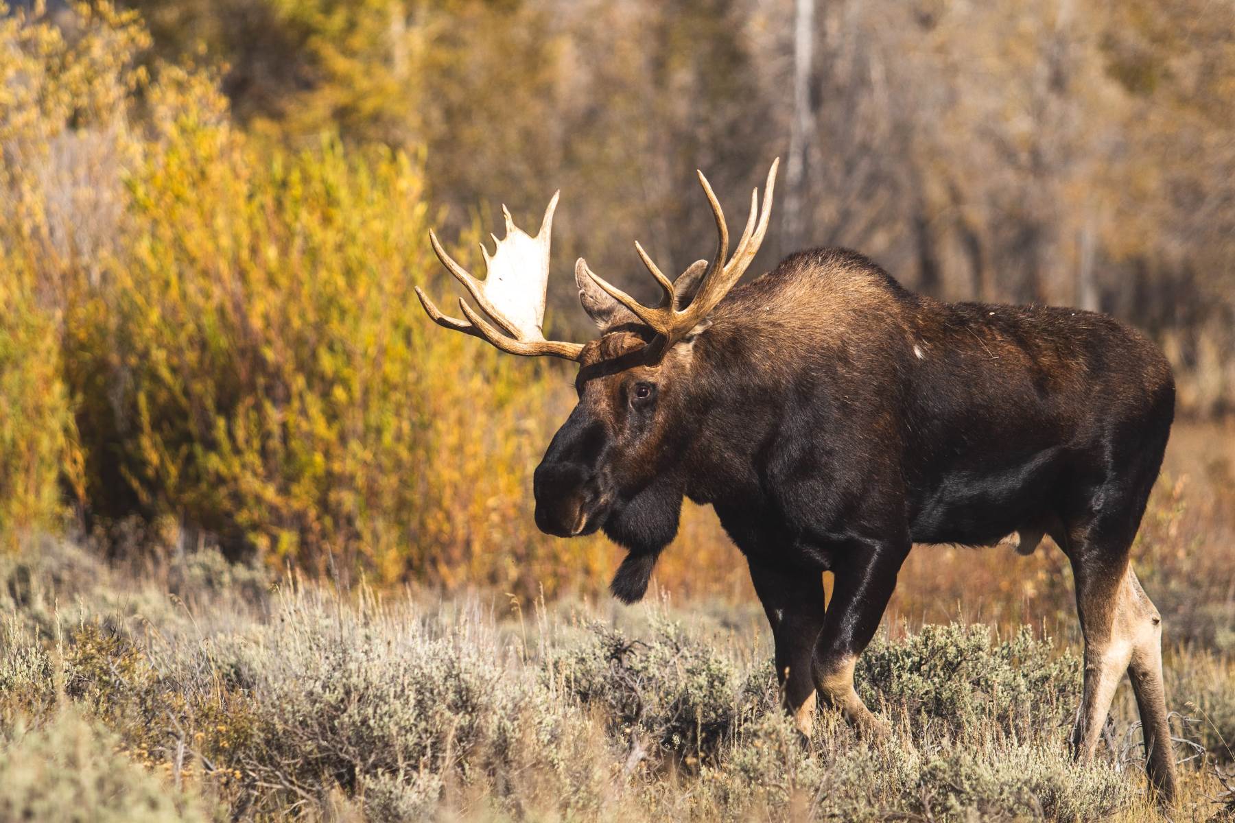 The Surprising Reason Why Americans Call Elk 