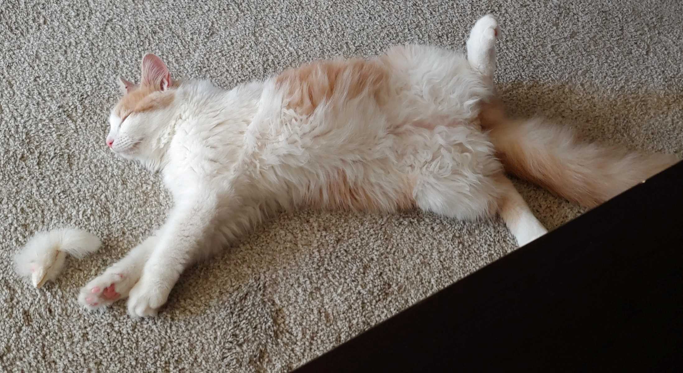 The Surprising Reason Why Cats Love Lying On Their Backs With Legs In The Air