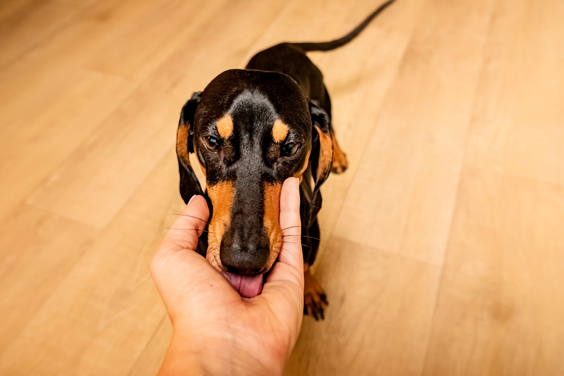 The Surprising Reason Why Dachshunds Can't Stop Licking Everything