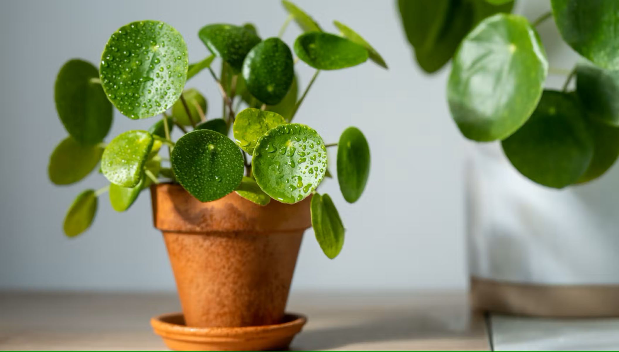 The Surprising Reason Why Money Plant Leaves Keep Falling Every Day!