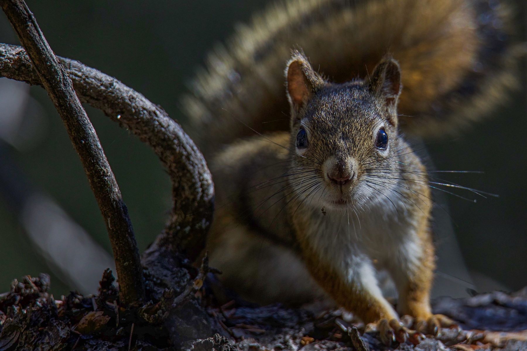 The Surprising Reason Why Squirrels Can’t Take Their Eyes Off You