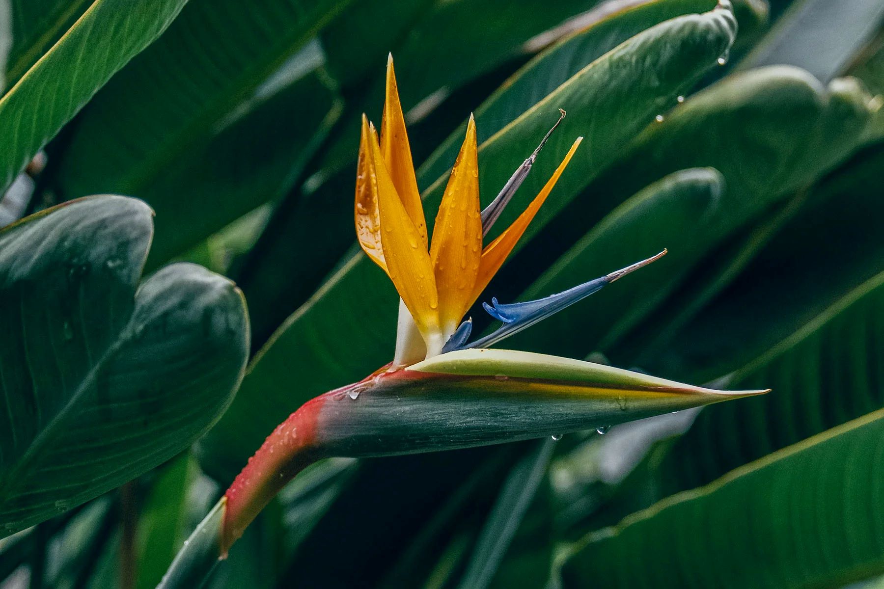 The Surprising Reason Why Your Bird Of Paradise Leaves Are Curling In After Just 3 Hours!