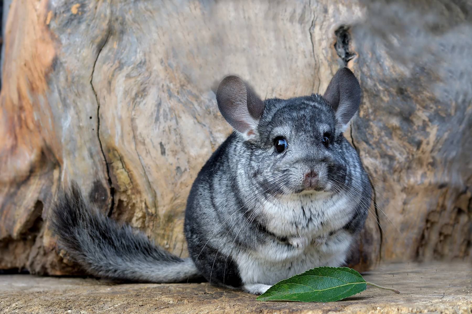 The Surprising Reason You Should Never Wet A Chinchilla