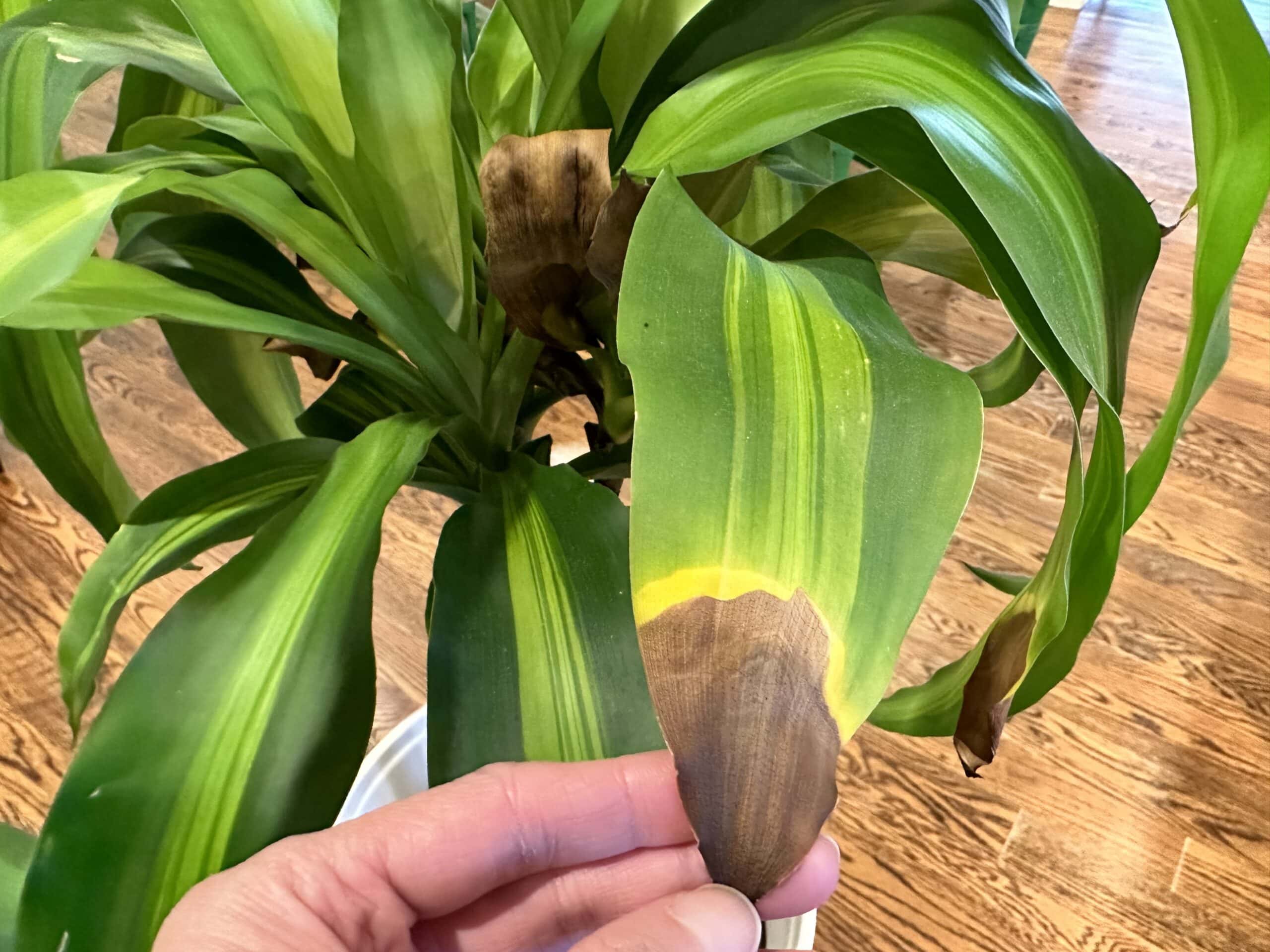 The Surprising Reason Your Corn Plant's Leaves Are Turning Brown
