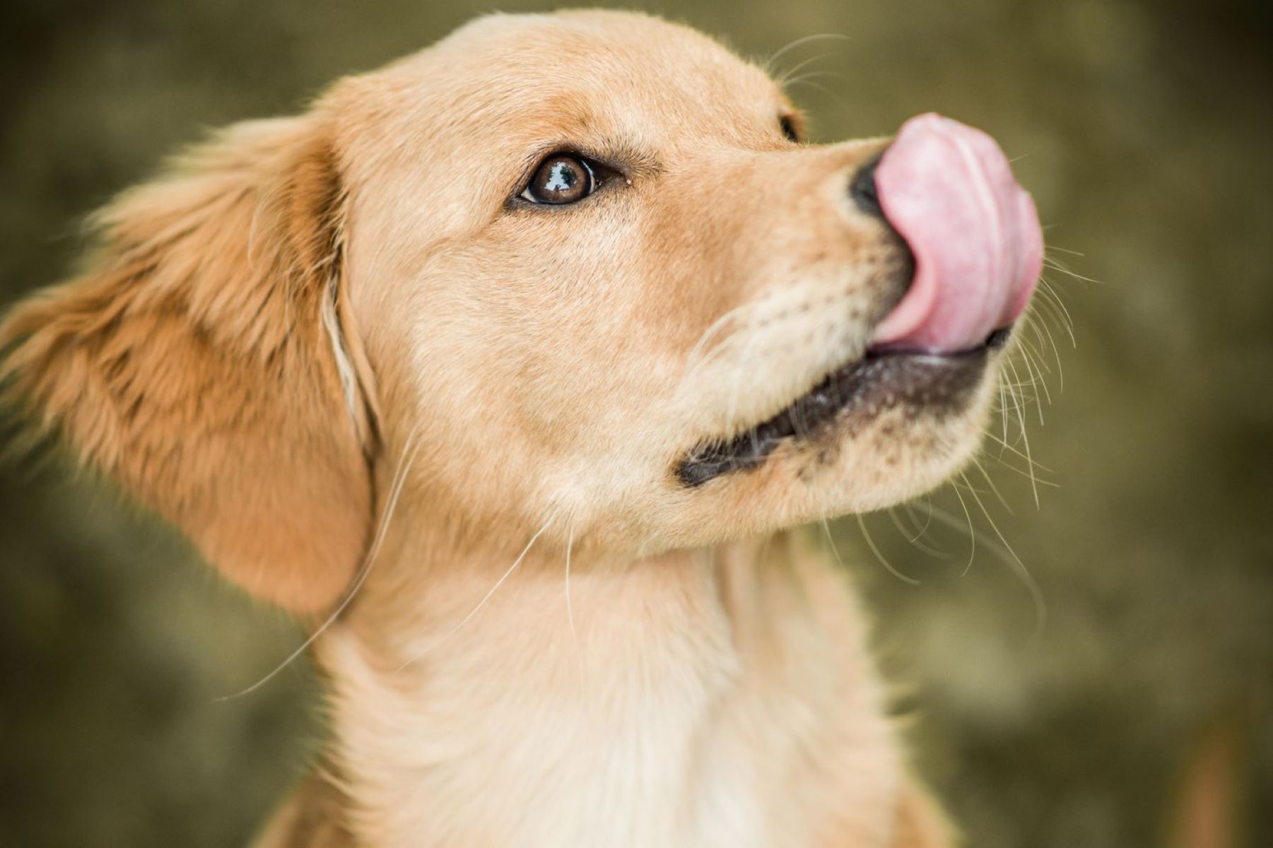 The Surprising Reason Your Dog Constantly Smacks His Lips – Discover The Secret To Stop It!