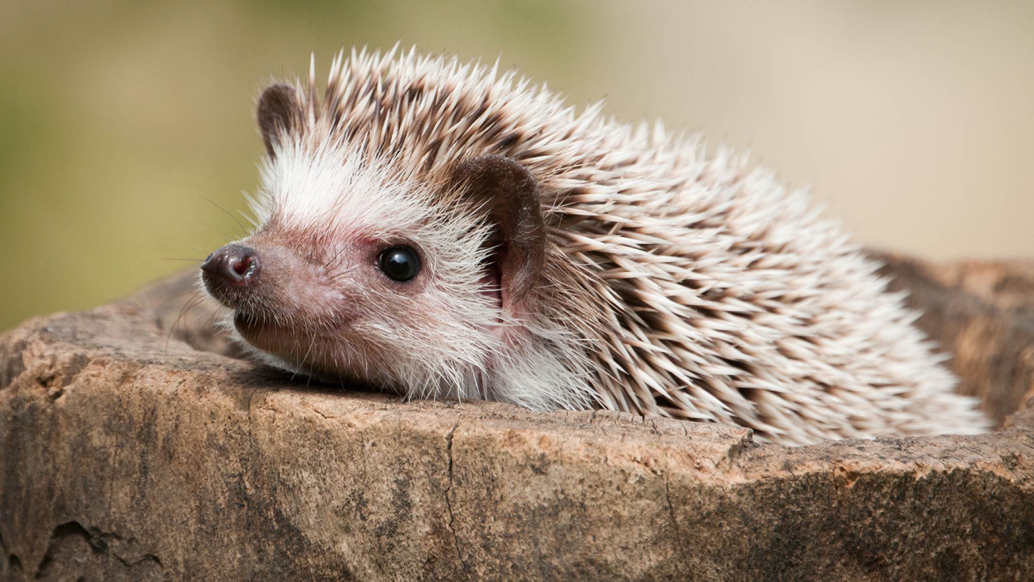 The Surprising Similarities And Differences Between Hedgehogs And Porcupines