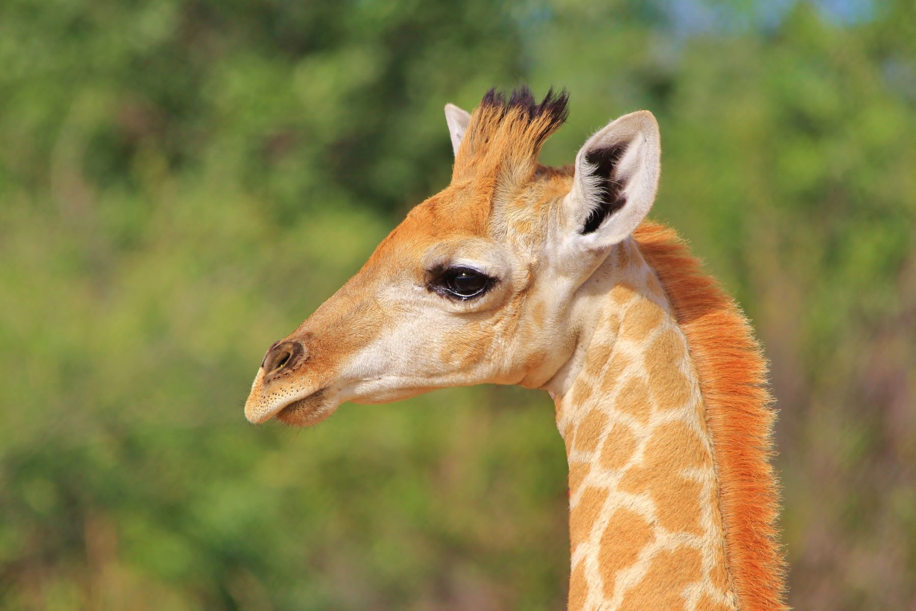 The Surprising Sounds Giraffes Make!