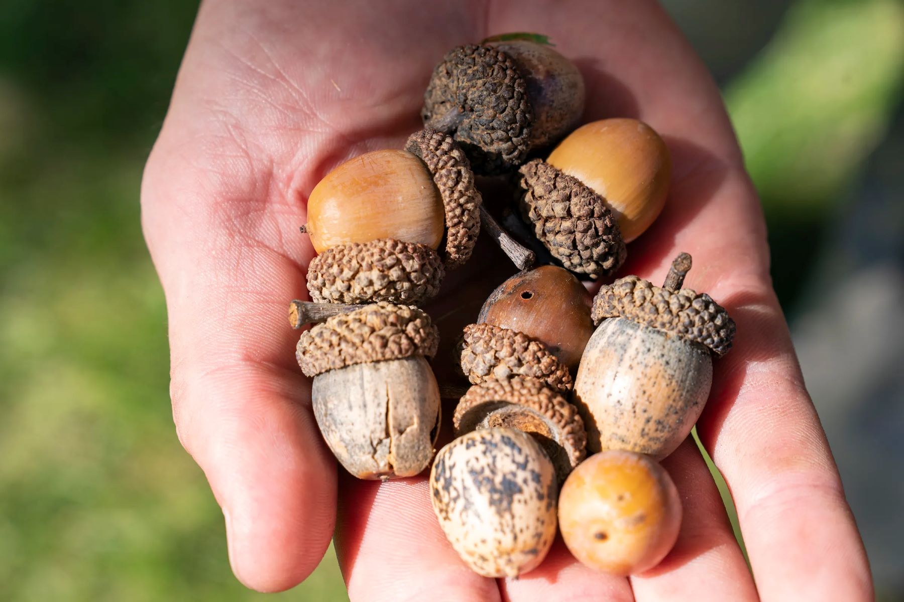 The Surprising Truth About Acorns And Oak Nuts - You Won't Believe The Difference!