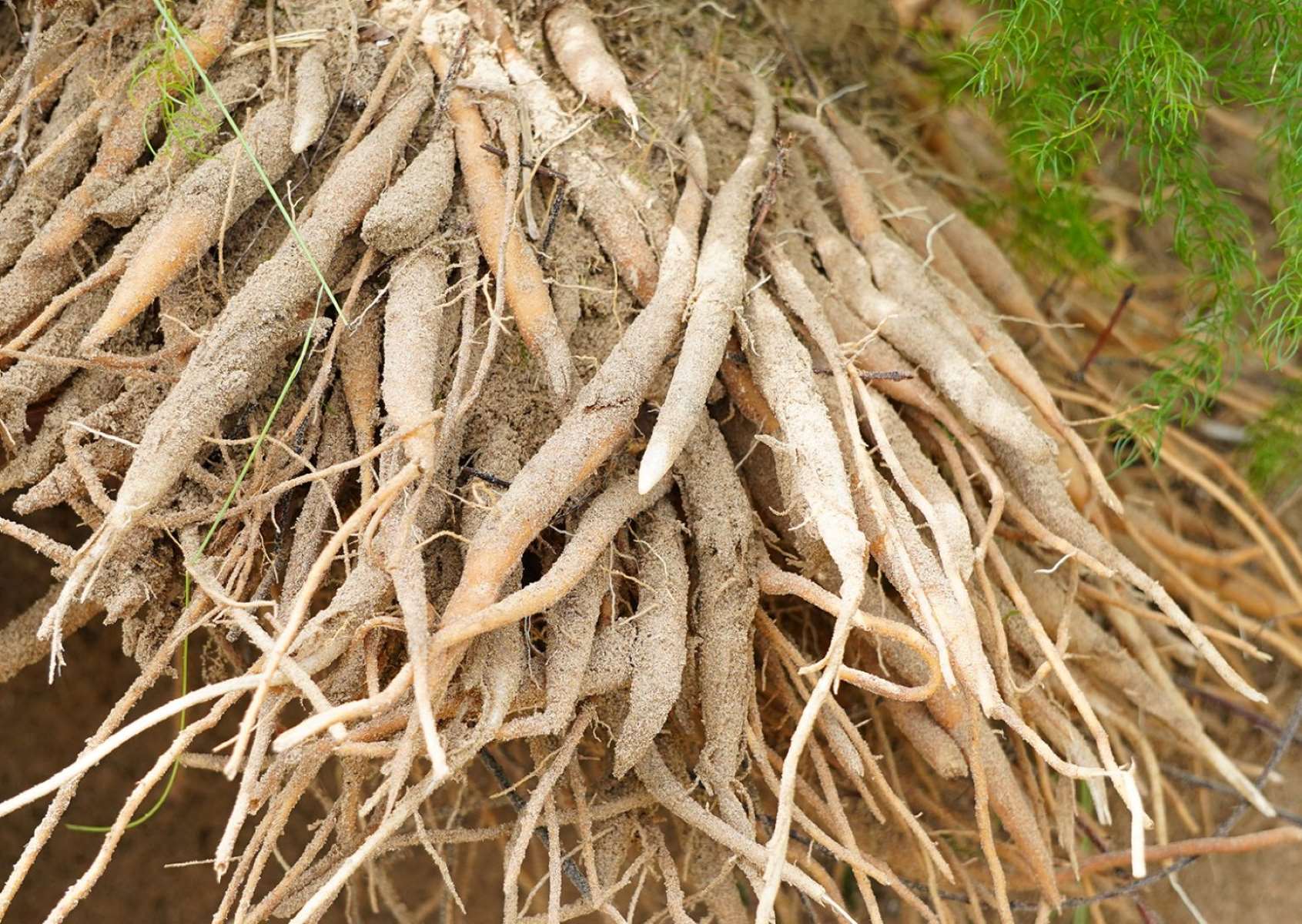 The Surprising Truth About Asparagus Roots: How Long Can You Really Keep Them In The Bag?