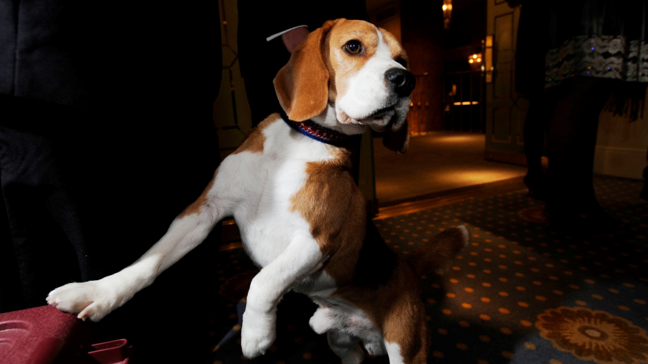 The Surprising Truth About Beagles Barking At Night