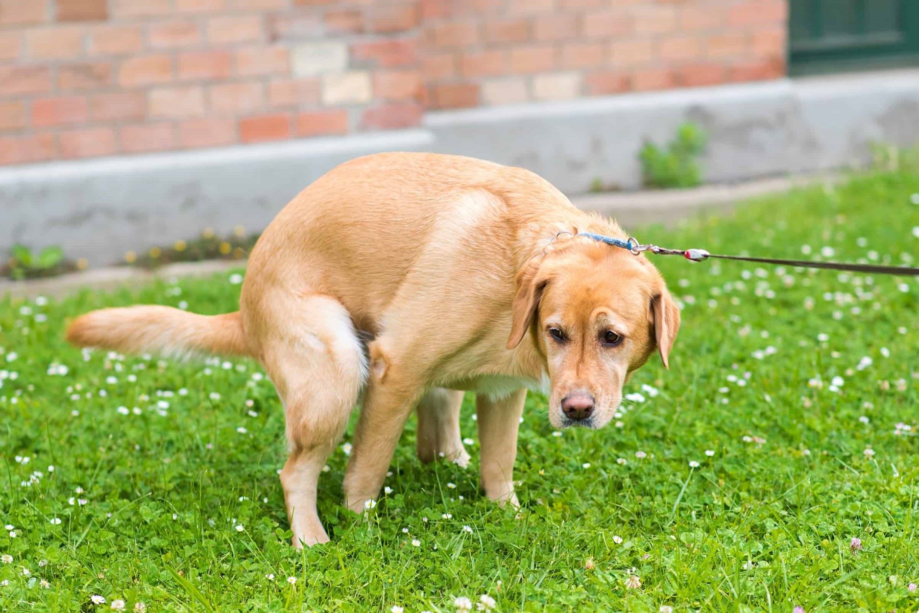 The Surprising Truth About Bright Yellow And Loose Dog Poop