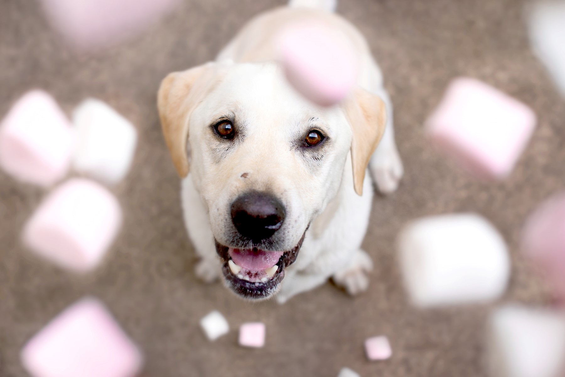 The Surprising Truth About Feeding Dogs Marshmallows