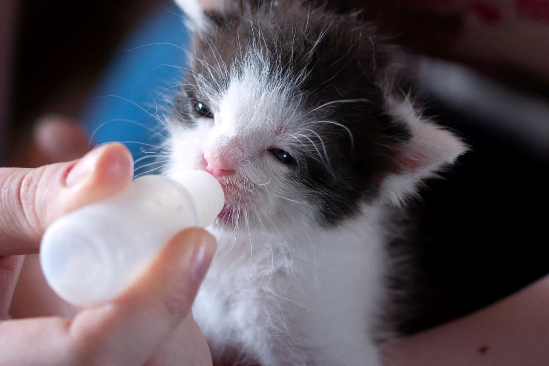 The Surprising Truth About Feeding Newborn Kittens Diluted Cow's Milk