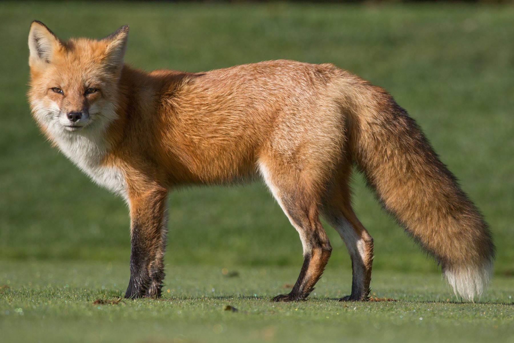 The Surprising Truth About Foxes: Are They Closer To Dogs Or Cats? And Why They Haven't Been Domesticated Will Shock You!