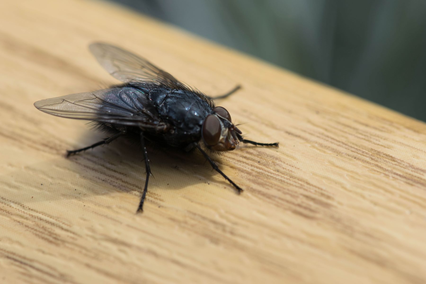 The Surprising Truth About How High Flies Can Actually Fly!