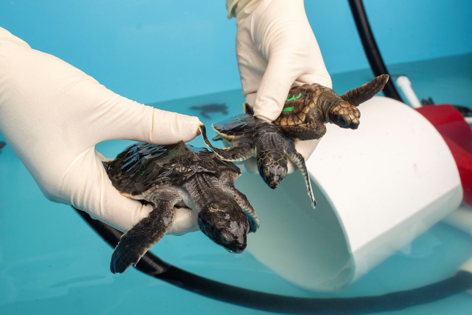 The Surprising Truth About How Often You Should Wash Your Turtle