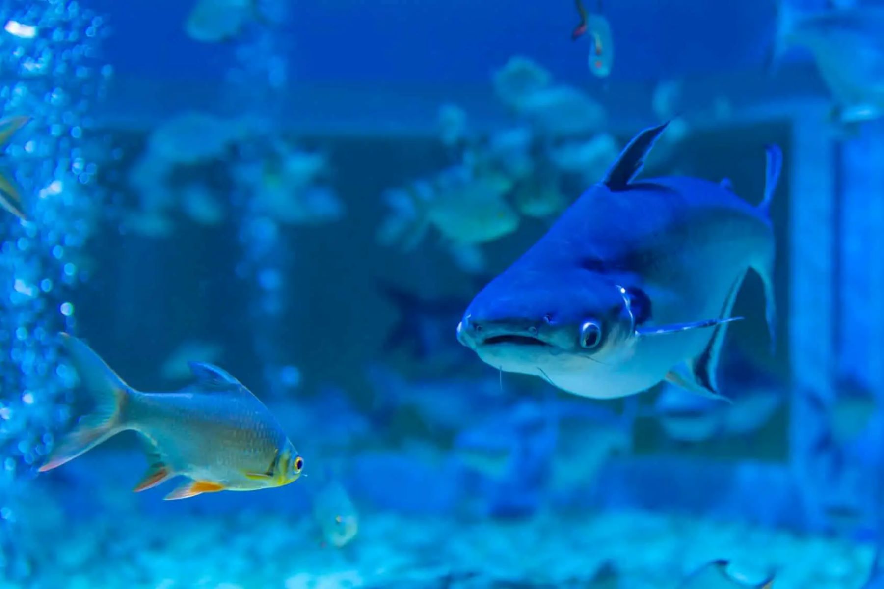 The Surprising Truth About Keeping Iridescent Sharks And Goldfish Together!