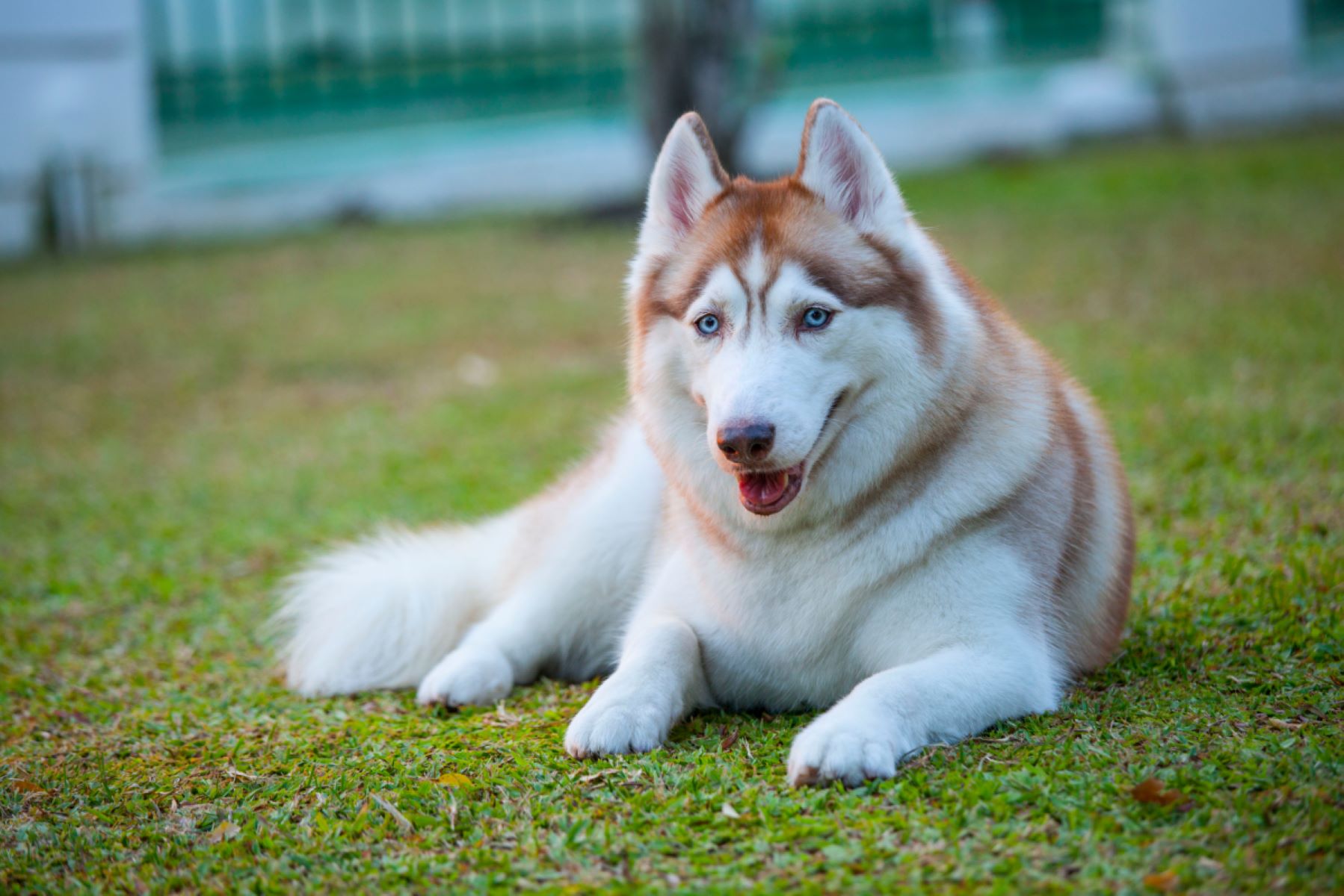 The Surprising Truth About Mixed Huskies - Are They As Challenging As Purebreds?