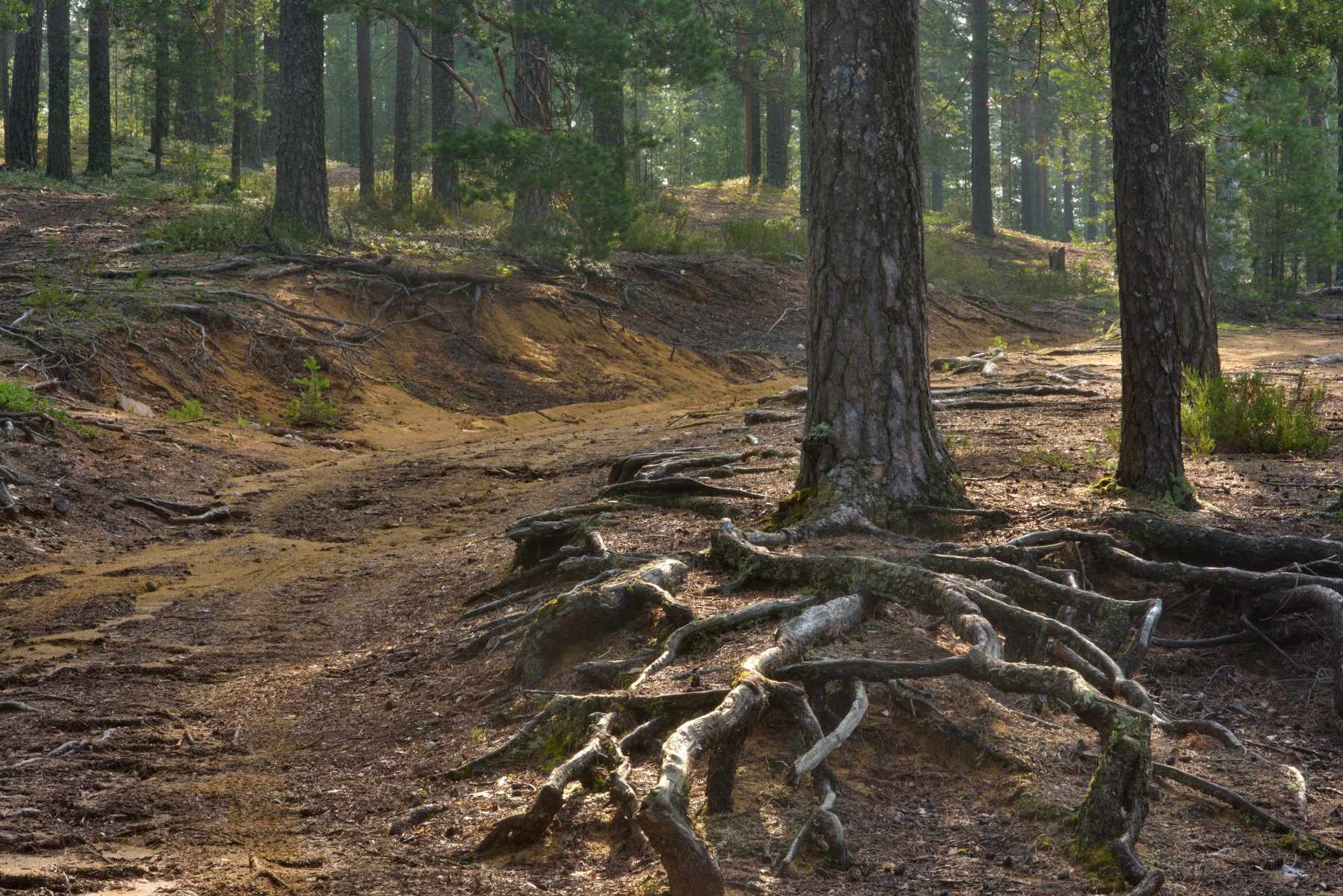 The Surprising Truth About Pine Trees’ Deep Roots!