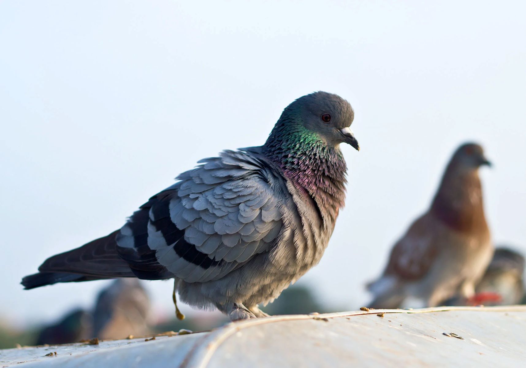 The Surprising Truth Behind Bird Poop: It's Actually Good Luck! And It Gets Even Better Depending On The Bird!