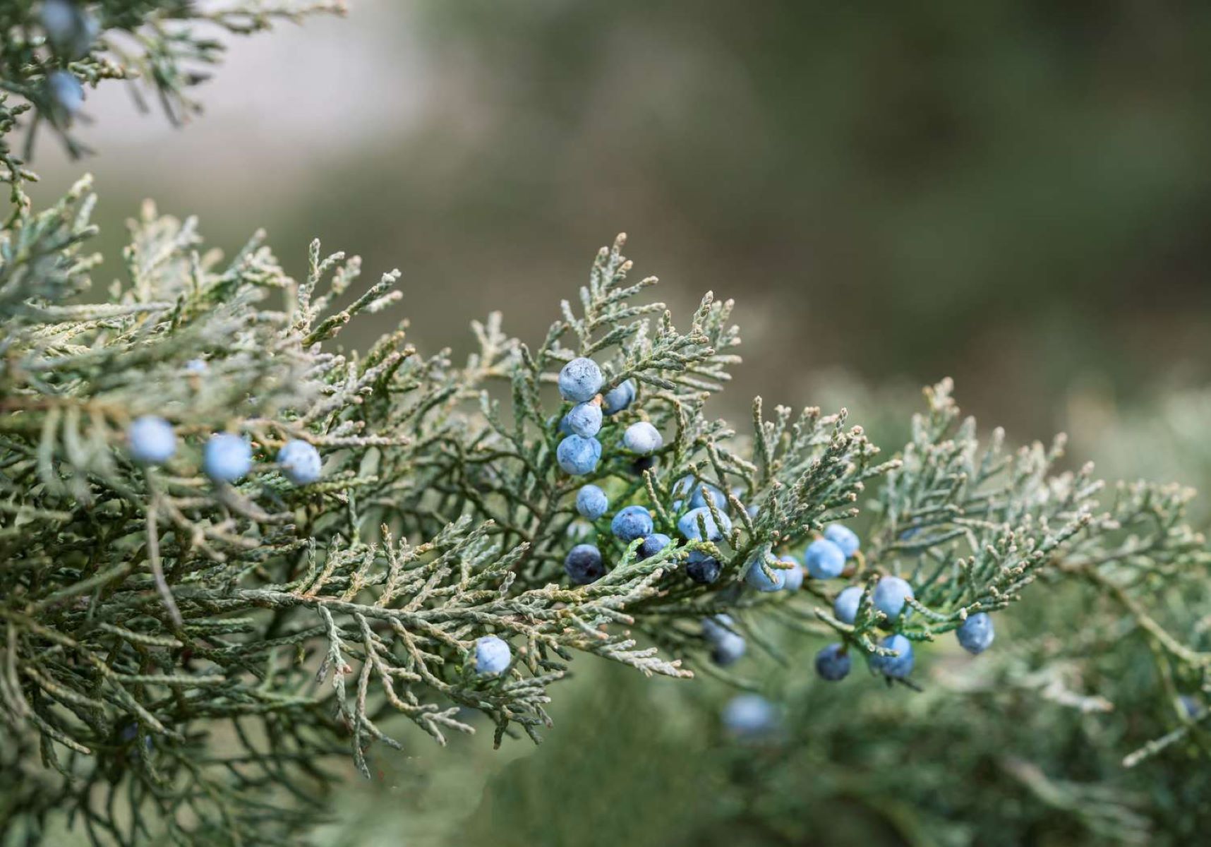 The Surprising Truth: Junipers Vs. Cedars - What You Need To Know!