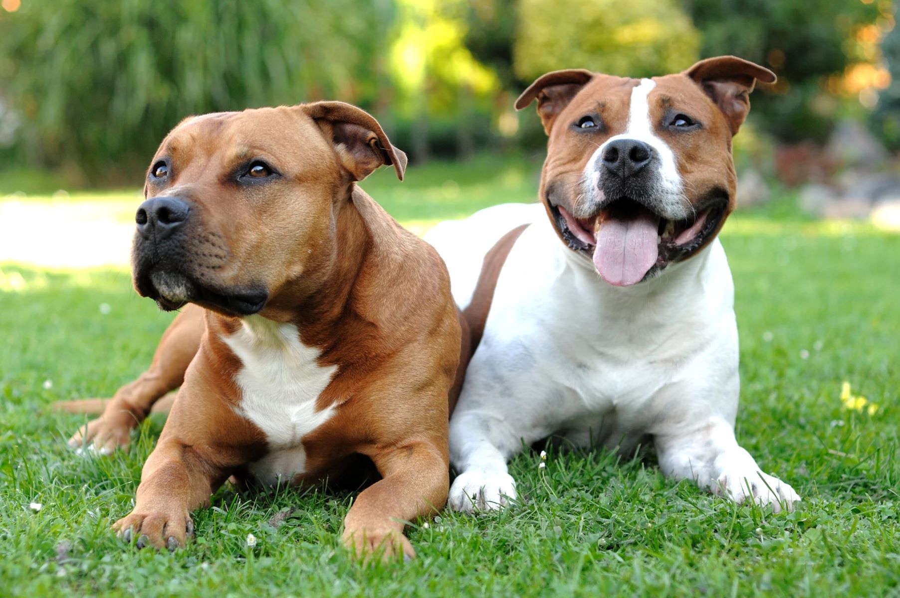 The Surprising Truth: Pitbulls And American Staffordshire Terriers Are Actually The Same!