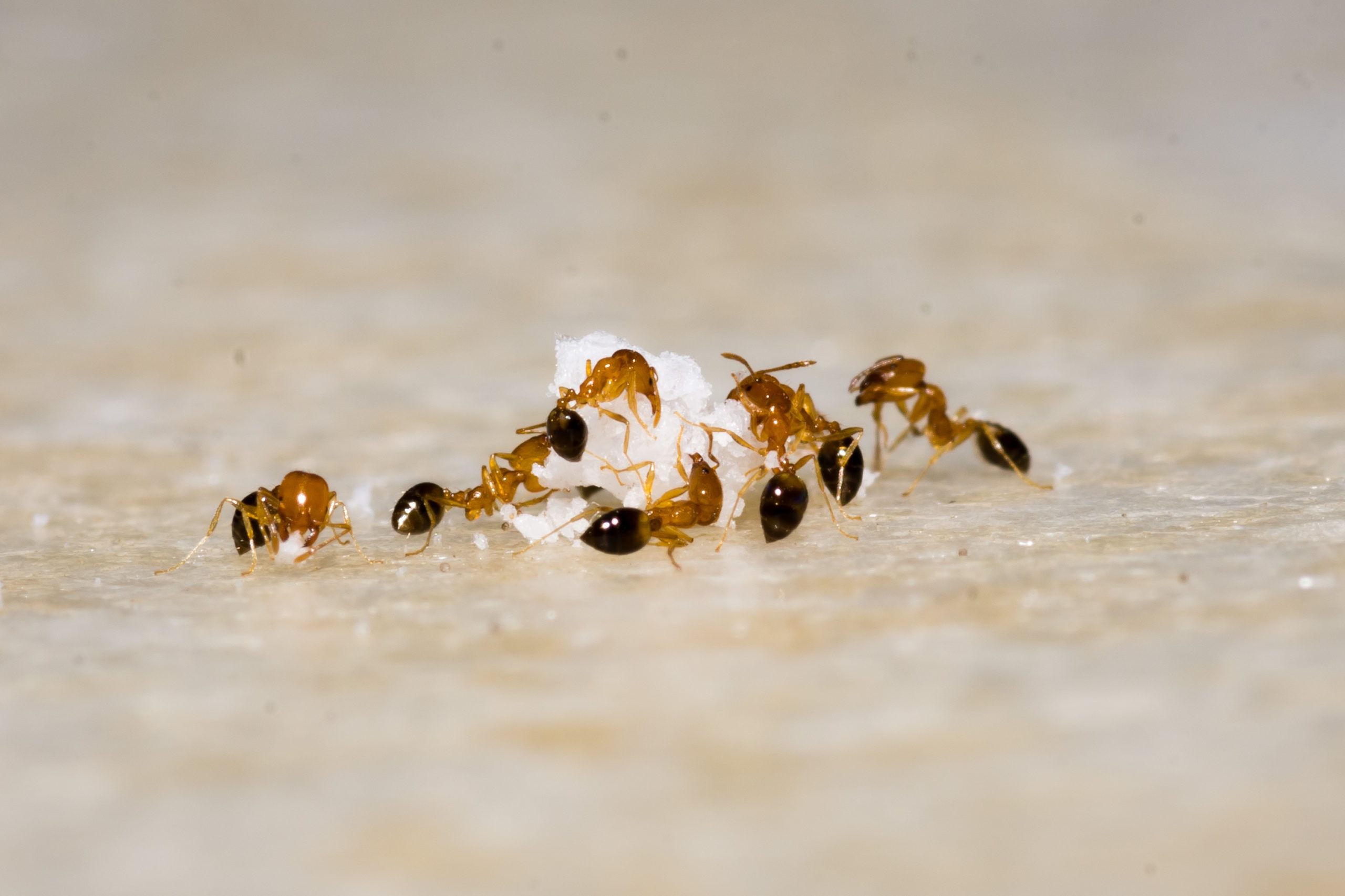 The Surprising Way Cinnamon Repels Ants