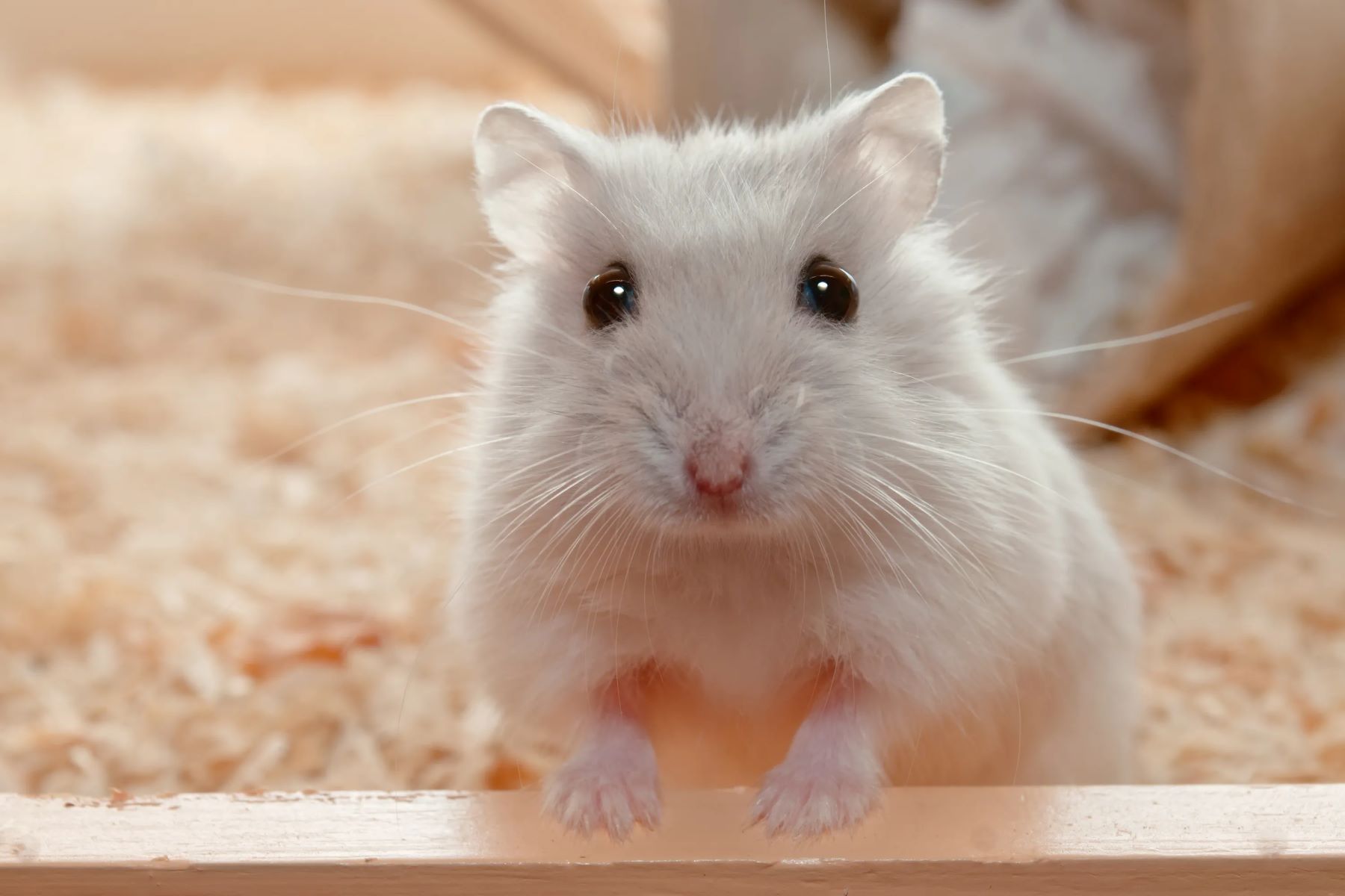 The Surprising Way Hamsters Can Stay Hydrated Without Making A Sound