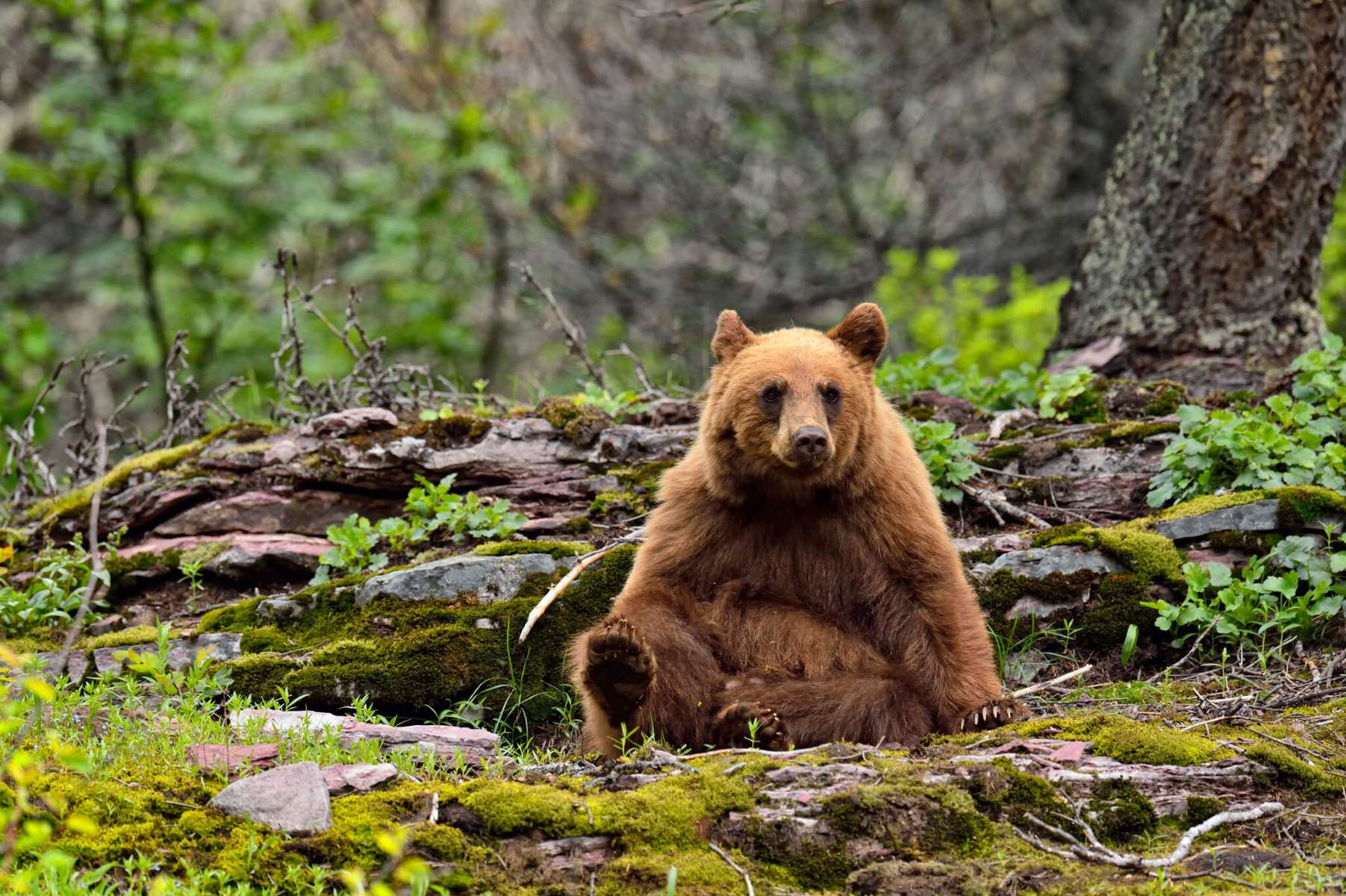 The Truth About Bear Colors: Attack Or Lay Down?