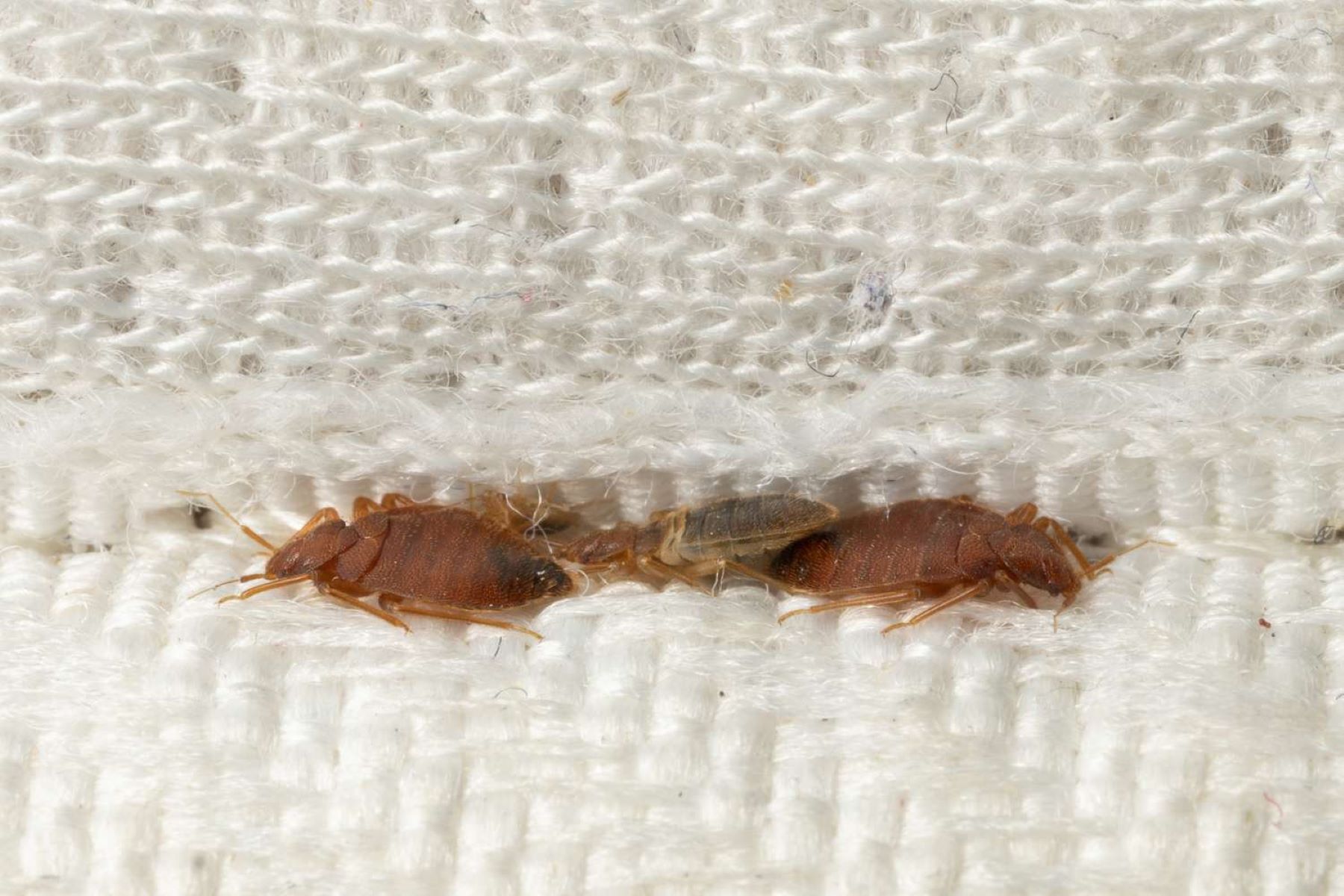 The Truth About Bed Bugs On Sleeper Sofa Mattresses