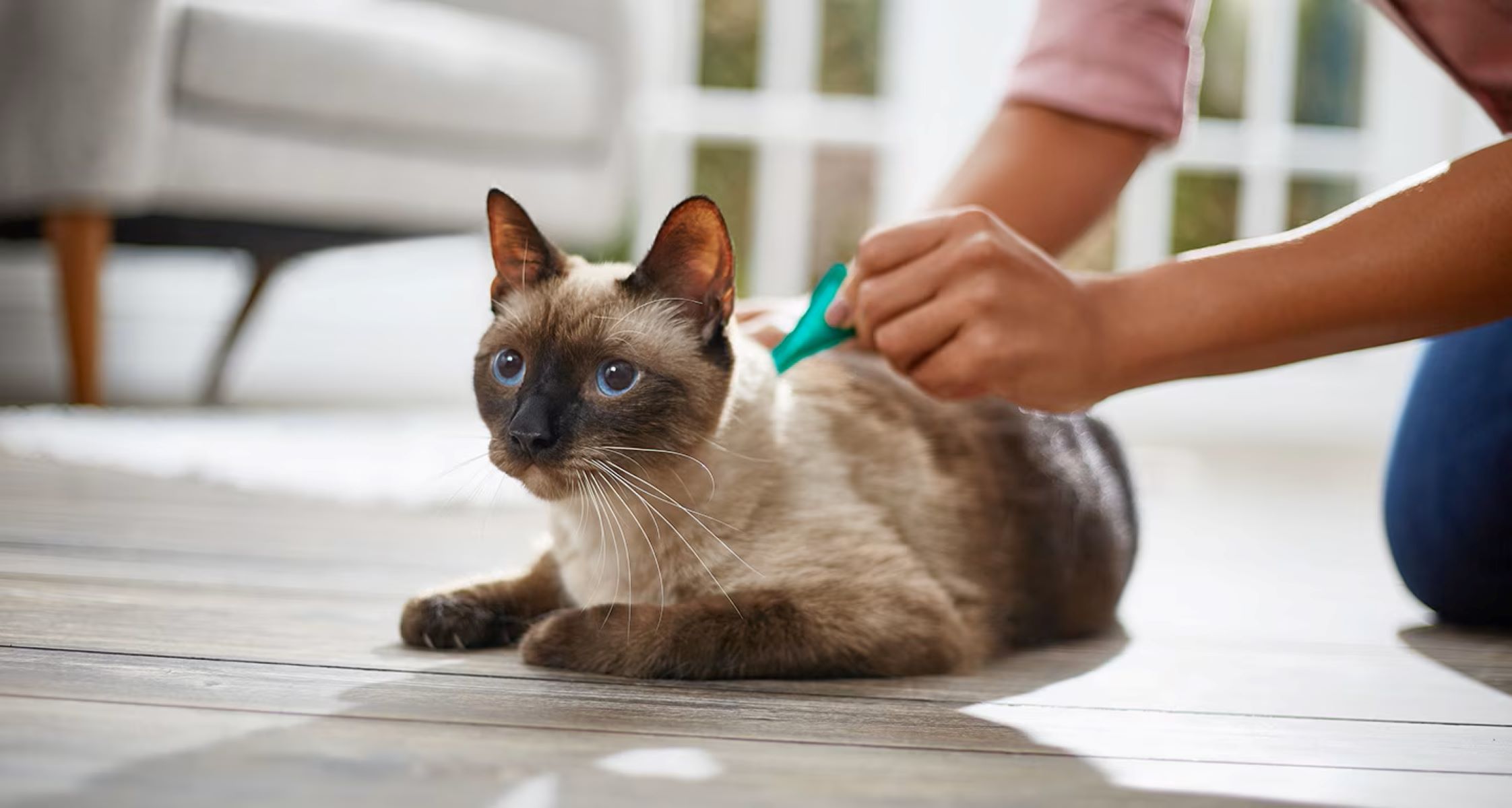 The Ultimate Guide To Applying Flea And Tick Medicine On Your Cat