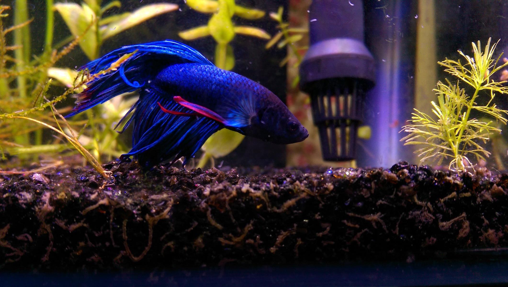 The Ultimate Guide To Betta Fish Tank Filter Usage