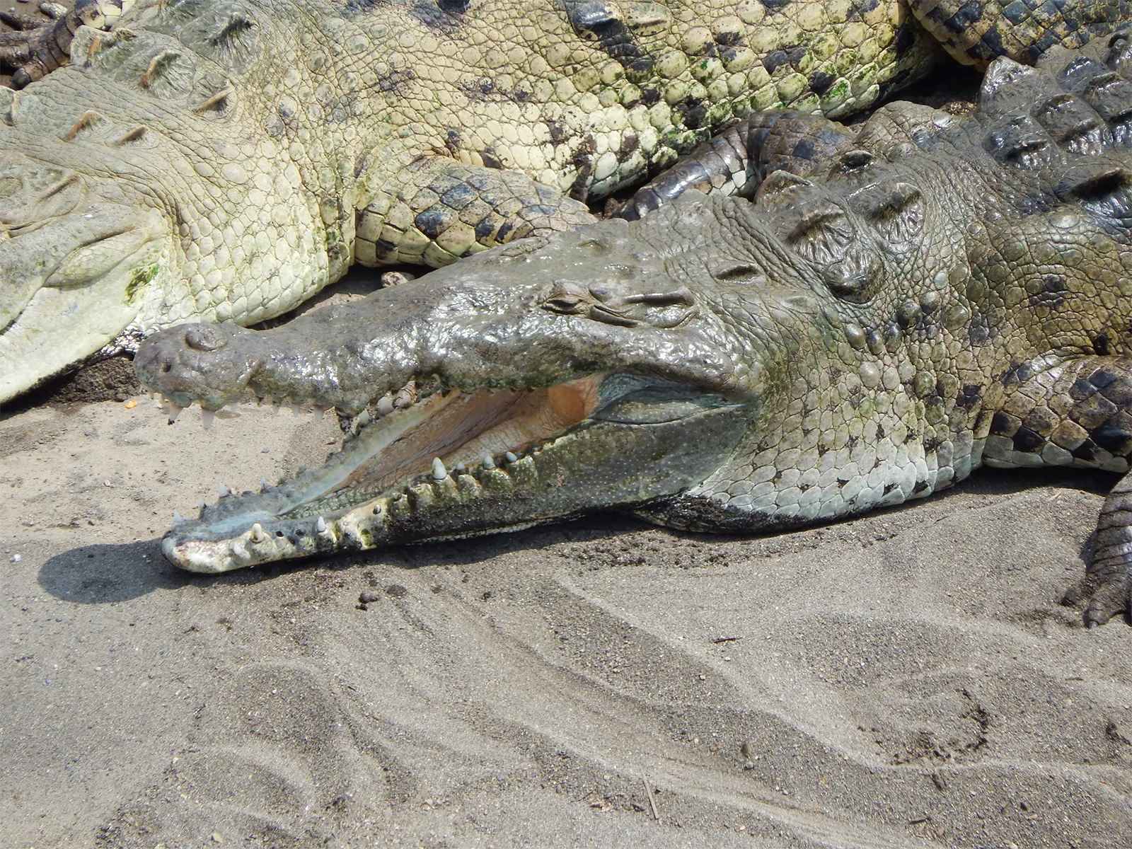 The Ultimate Guide To Differentiating Crocodiles, Caimans, Gharials, And Alligators