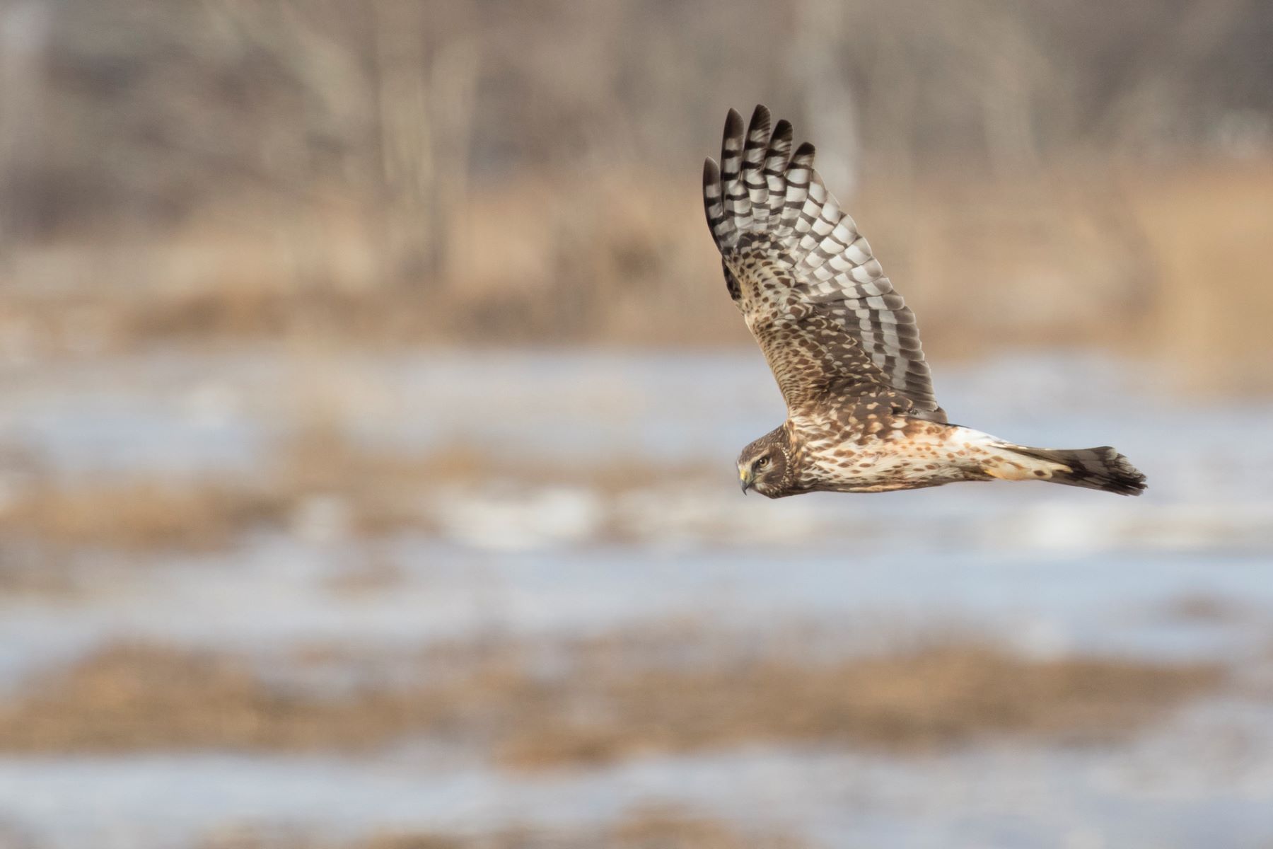 The Ultimate Guide To Differentiating Owls, Eagles, Falcons, Hawks, And Vultures